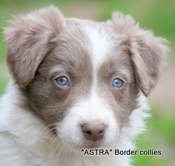 Lilac FEMALE border collie puppy